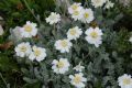 Achillea barrelieri